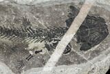 Discosauriscus (Early Permian Reptiliomorph) - Czech Republic #106347-1